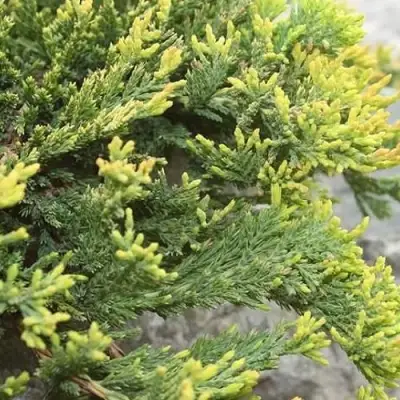 Можжевельник ГОЛДЕН КАРПЕТ горизонтальный  в Пинске