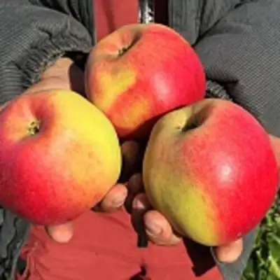 Яблоня СОКОЛОВСКОЕ стелющаяся в Пинске