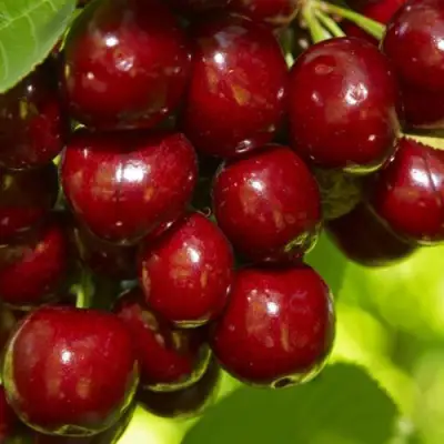 Черешня ВАЛЕРИЙ ЧКАЛОВ в Пинске