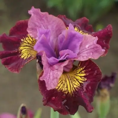 Ирис МИСС ЭППЛ сибирский в Пинске