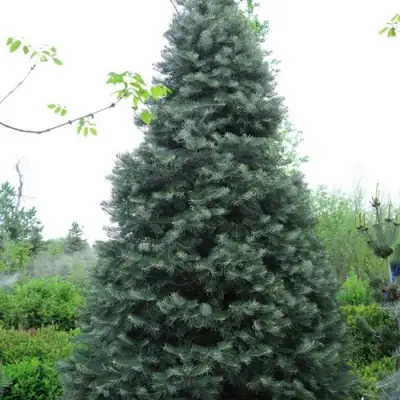 Пихта белая в Пинске