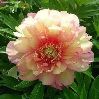 Пион ДЖУЛИЯ РОУЗ ито-гибрид в Пинске