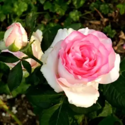 Роза ДОЛЬЧЕ ВИТА чайно-гибридная в Пинске