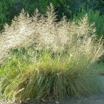Каплесеменник воздушный в Пинске