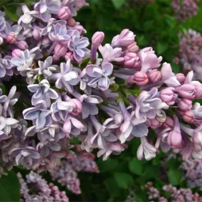 Сирень КОНДОРСЕ в Пинске