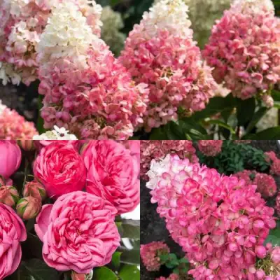 Комплект МАЛИНОВЫЙ ДЕСЕРТ в Пинске