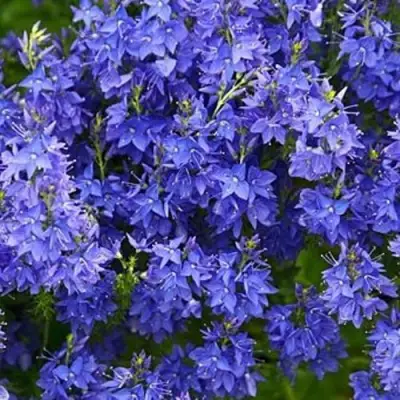 Вероника РОЯЛ БЛЮ большая в Пинске