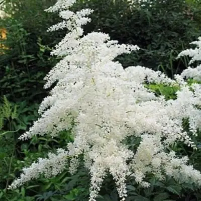 Астильба БРАУТШЛЕЙЕР Арендса в Пинске