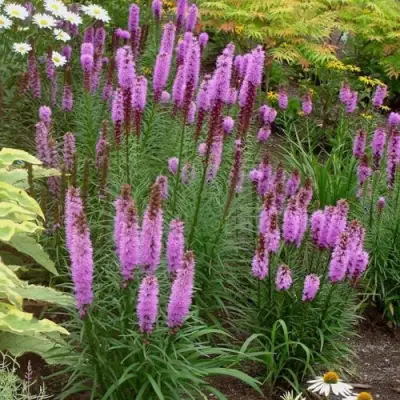 Лиатрис РОЗЕА колосковая в Пинске