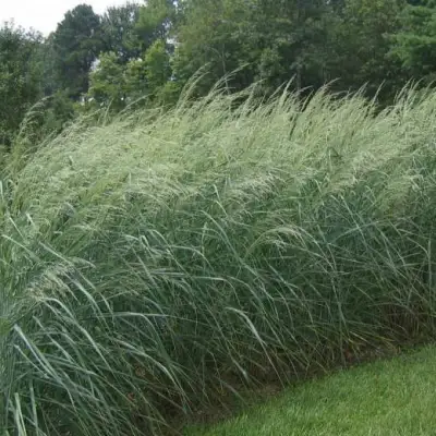 Просо ДЕВЕЙ БЛЮ в Пинске