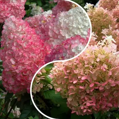 Комплект МАЛИНОВЫЙ ЗАКАТ в Пинске