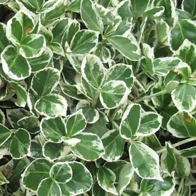 Бересклет ЭМЕРАЛЬД ГАИТИ форчуна  в Пинске