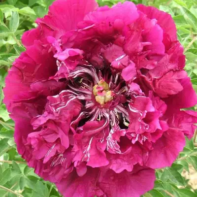 Пион ПУРПУРНЫЙ ОКЕАН древовидный в Пинске