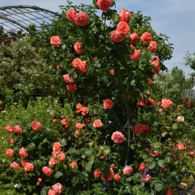 Роза ДИ ДИ БРИДЖУОТЕР плетистая в Пинске