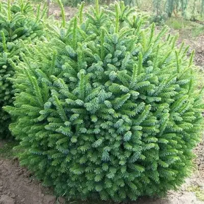 Ель НАНА сербская в Пинске