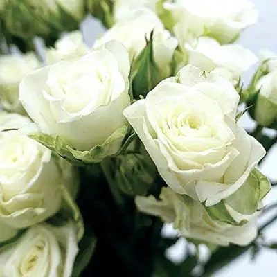 Роза СНОУФЛЕЙК спрей в Пинске