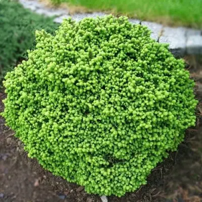 Ель ЛИТЛ ДЖЕМ обыкновенная в Пинске