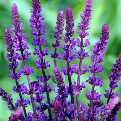 Шалфей КАРАДОНА в Пинске