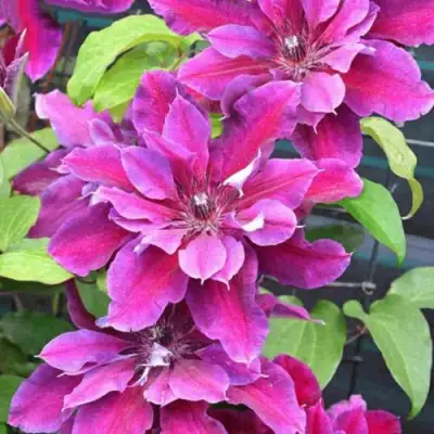 Клематис МАЙ БЬЮТИ в Пинске