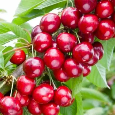 Вишня МАЛЮТКА колонновидная в Пинске