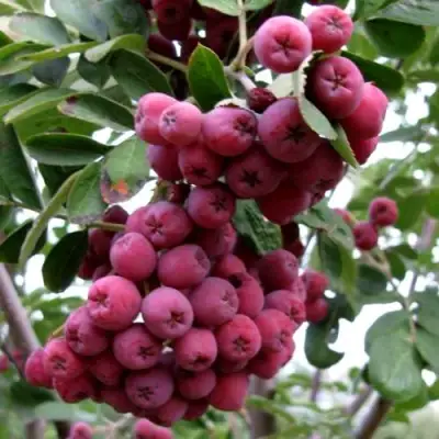 Рябина ТИТАН сладкоплодная  в Пинске