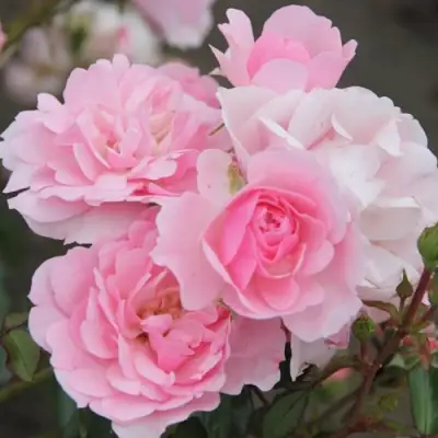 Роза БОНИКА флорибунда в Пинске