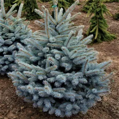 Ель МИСТИ БЛЮ голубая в Пинске