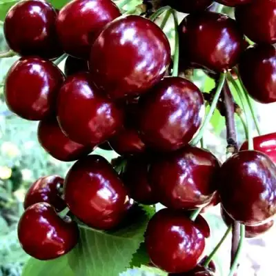 Черешня ОЛЕНЬКА в Пинске