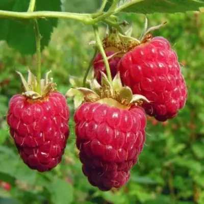 Малина ГОРДОСТЬ РОССИИ в Пинске