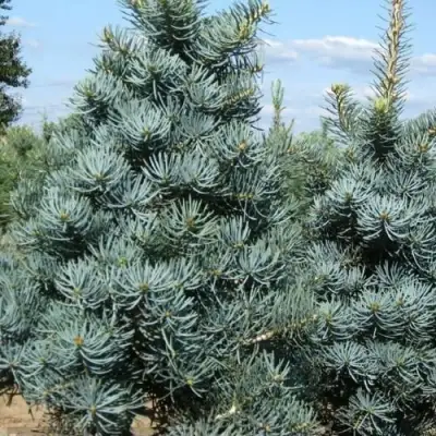 Пихта КОНКОЛОР в Пинске