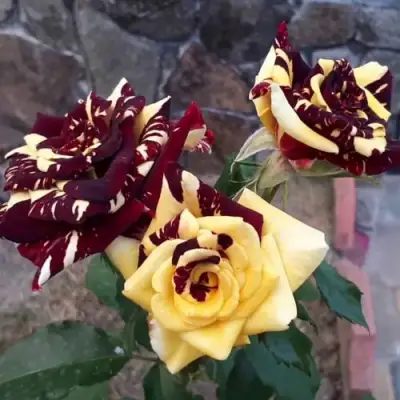 Роза АБРАКАДАБРА чайно-гибридная в Пинске