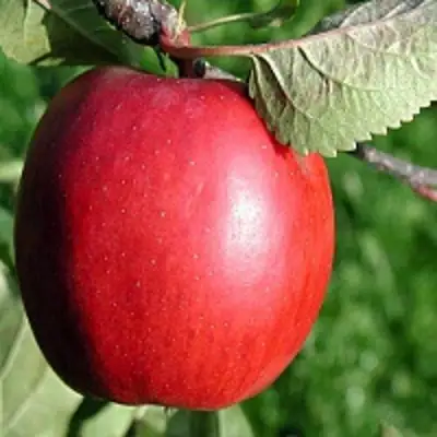 Яблоня РЕДФРИ в Пинске