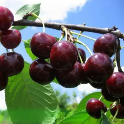 Дюк ЧУДО-ВИШНЯ в Пинске