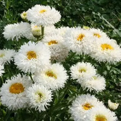 Нивяник КРЕЙЗИ ДЕЙЗИ наибольший в Пинске