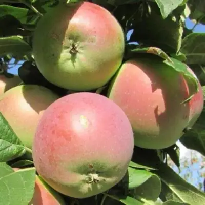 Яблоня МОСКОВСКОЕ ЗИМНЕЕ в Пинске