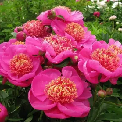 Пион ДОРИН травянистый в Пинске