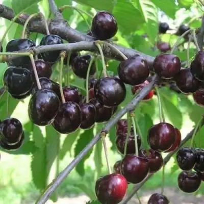 Черешня ЛЮБИМИЦА АСТАХОВА в Пинске