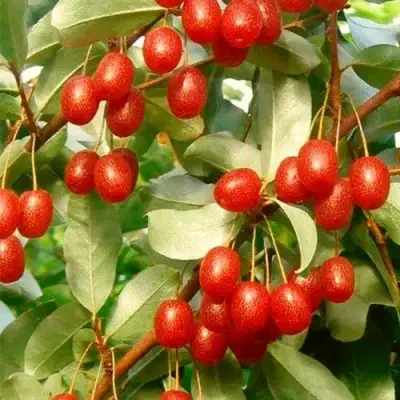 ГУМИ (ЛОХ МНОГОЦВЕТКОВЫЙ) в Пинске