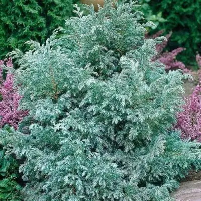 Кипарисовик БУЛЕВАРД горохоплодный в Пинске