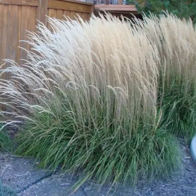 Вейник КАРЛ ФОРСТЕР остроцветковый в Пинске