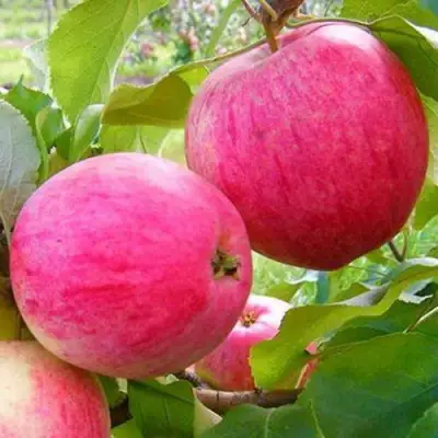 Яблоня РОЗОВЫЙ НАЛИВ в Пинске