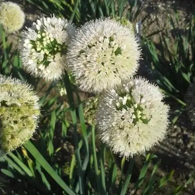 Лук слизун в Пинске