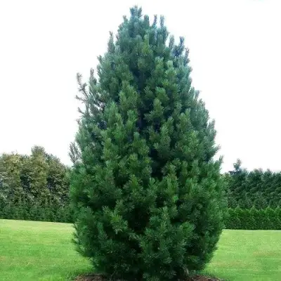 Сосна кедровая европейская в Пинске