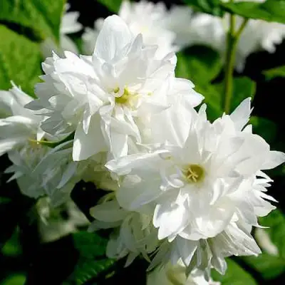 Жасмин ДАМ БЛАНШ в Пинске