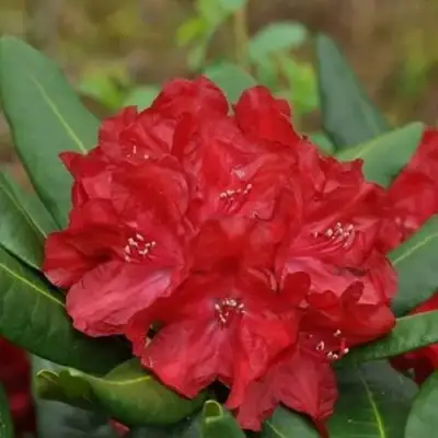 Рододендрон БУЗУКИ в Пинске