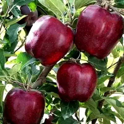 Яблоня РЕД ЧИФ в Пинске