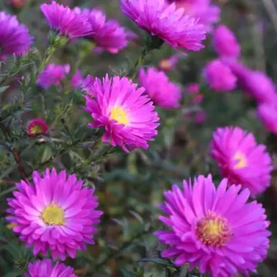 Астра КАРМИНКУППЕЛЬ в Пинске