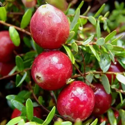 Клюква СТИВЕНС в Пинске