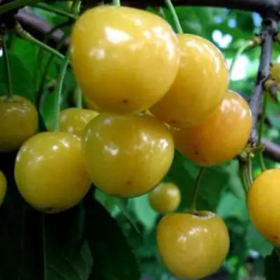 Черешня РОССОШАНСКАЯ ЗОЛОТАЯ в Пинске