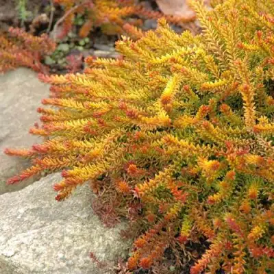 Водяника БЕРНШТЕЙН черная в Пинске